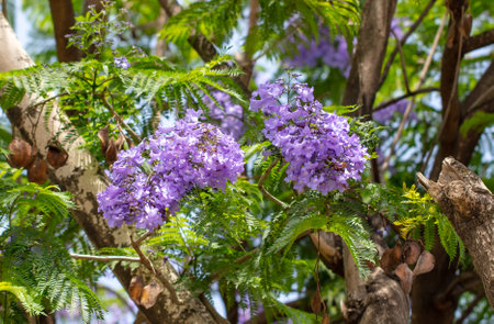 Blue jacaranda flowers on tree branches. Nature.の写真素材