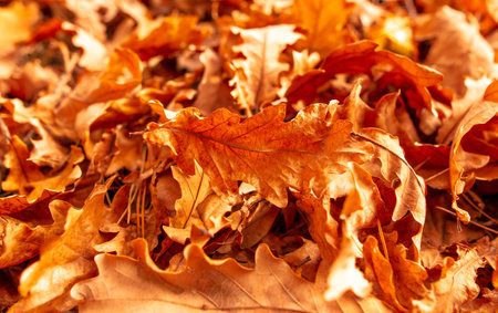 Leaves lying on the ground in the autumn forest. background.の写真素材
