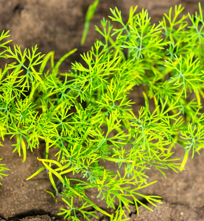 Green dill leaves in the ground. vegetable garden in springの写真素材