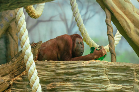Monkey baby is playing in the zoo. animalの写真素材