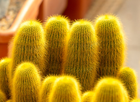 Cactus plant in the arboretum. Natureの写真素材