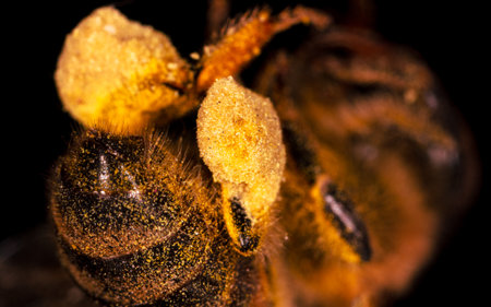 Pollen on the paws of a bee on a black background. Macro