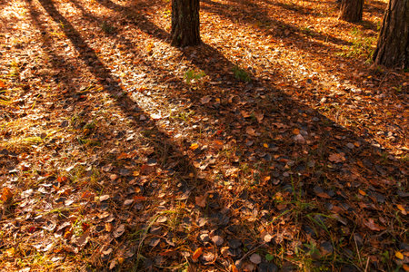The shadow of the trees on the leaves lying on the ground in the autumn forest. Background.の写真素材