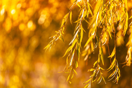 Leaves in the forest in autumn. Nature
