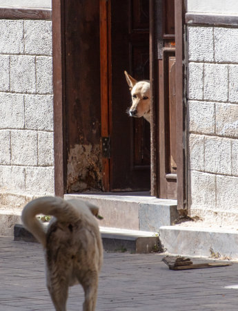 The dog peeks out the door letting another dog into the house.の写真素材