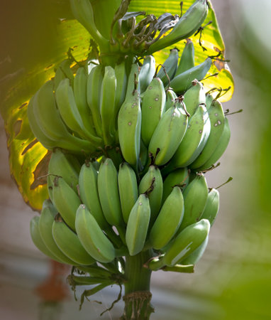 Green bananas in nature. Tropics.の写真素材