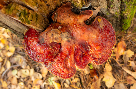 A large red mushroom grows on a tree.の写真素材
