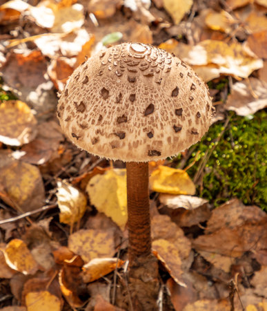 Mushrooms umbrellas grow in the autumn forest. close-up.の写真素材