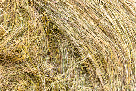 Dry hay as background. texture.