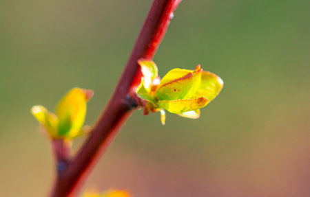 Leaves from the buds of a tree close-up. nature in the spring.