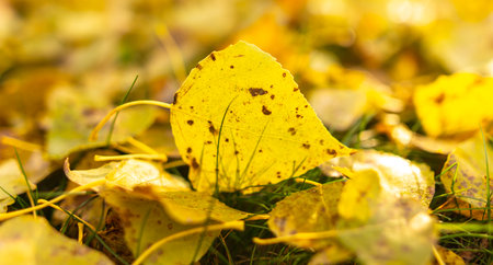 Fallen birch leaves on the grass in the park. Autumn.の写真素材