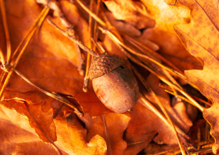 Acorns lie on leaves in autumn.の写真素材