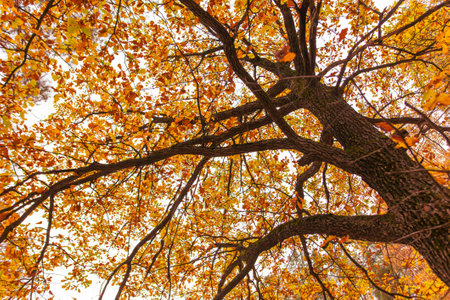 Golden leaves on an oak tree in autumn.の写真素材