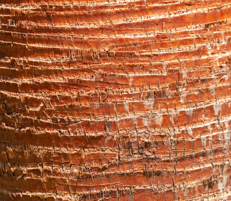 The bark on a palm tree as an abstract background. texture.の写真素材