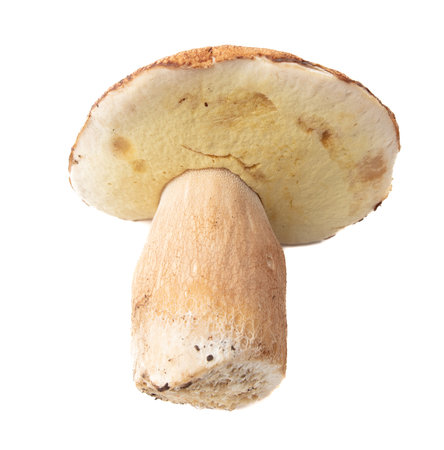 Boletus mushrooms isolated on white background.の写真素材