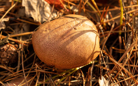 Mushroom boletus on the ground in the forest in autumn.