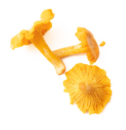 Yellow chanterelle mushrooms isolated on white background.の写真素材