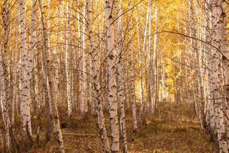 Young birch forest in autumn. Nature.