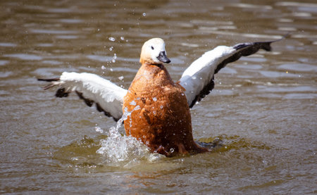 Male mallard duck flaps its wings in the water of a pond.の写真素材