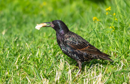 Portrait of a black starling on green grass.の写真素材