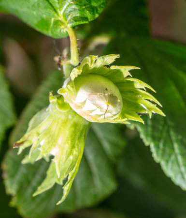 Closeup of a hazelnut nut on a plant.の写真素材