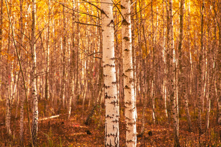 Young birch forest in autumn. Nature.の写真素材
