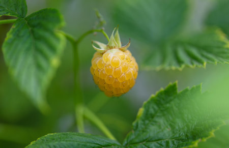 Ripe yellow raspberries. Nature in the garden.の写真素材