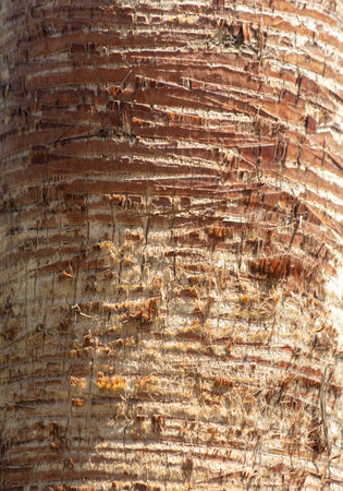 The bark on a palm tree as an abstract background. texture.の写真素材