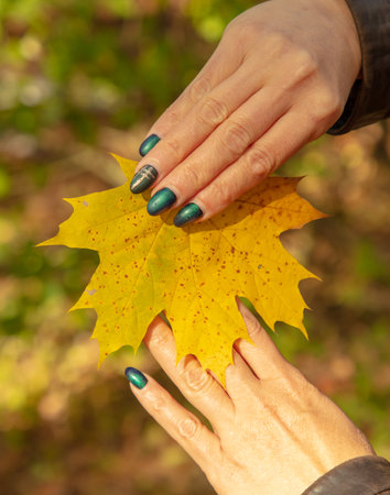 Autumn maple leaf in the hands of a woman.の写真素材