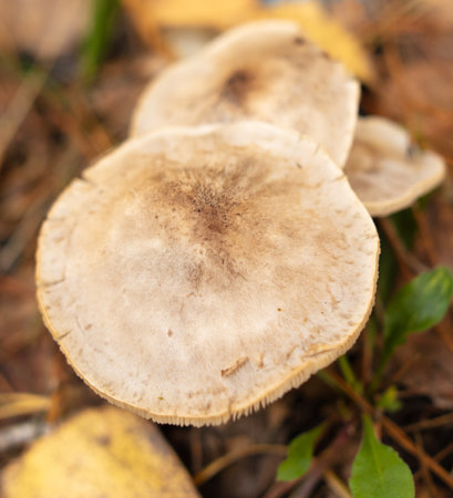 Poisonous mushroom in the ground in the forest in autumn.の写真素材