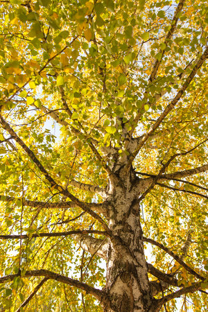 Golden leaves on a birch in autumn.