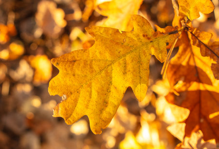 Golden leaves on an oak tree in autumn.