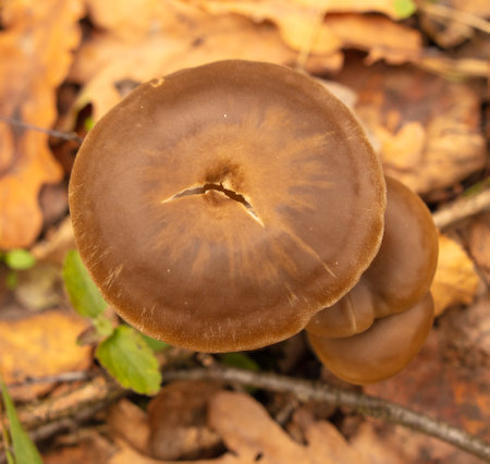 Poisonous mushroom in the ground in the forest in autumn.の写真素材
