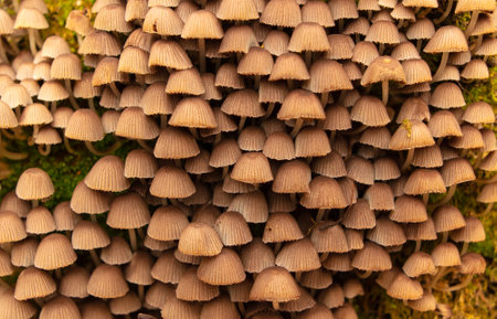 Poisonous mushroom in the ground in the forest in autumn.
