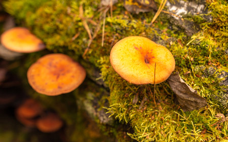 Poisonous mushroom in the ground in the forest in autumn.の写真素材