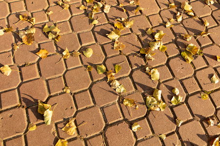 Fallen birch leaves on the sidewalk in the park. Autumn.の写真素材