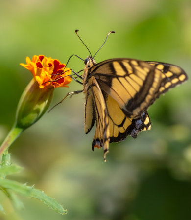 Close-up of a butterfly on an orange flower in nature.