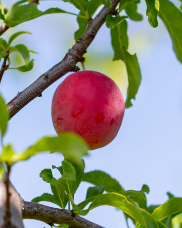 Ripe plum on the branches of a tree. Nature in the garden.の写真素材