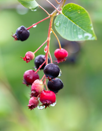 Ripe Irga berry in nature.の写真素材