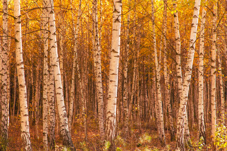 Young birch forest in autumn. Nature.の写真素材