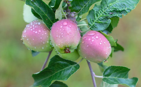 Ripe apples on a tree in raindrops. Close-up.