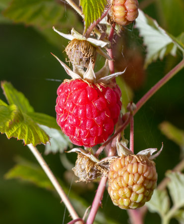 Red raspberry in nature. Macro.
