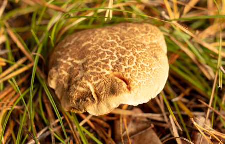 Mushroom boletus on the ground in the forest in autumn.の写真素材