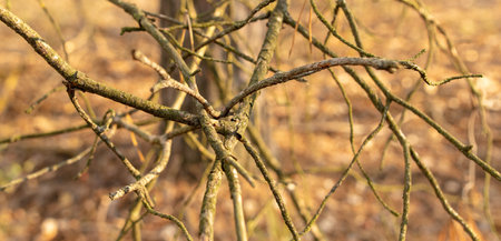 Dry branches of a tree in the forest in autumn.