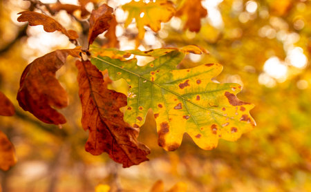 Golden leaves on an oak tree in autumn.