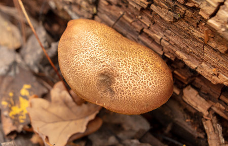 Mushroom boletus on the ground in the forest in autumn.