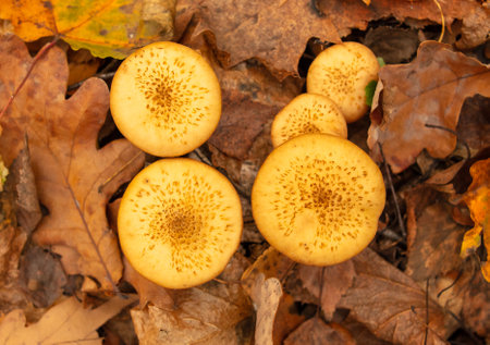 Mushroom honey agaric in the forest in autumn.の写真素材