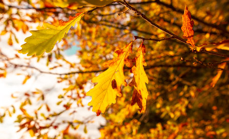 Golden leaves on an oak tree in autumn.