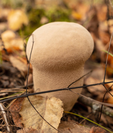 Puffball mushroom grows in the autumn forest. close-up.の写真素材