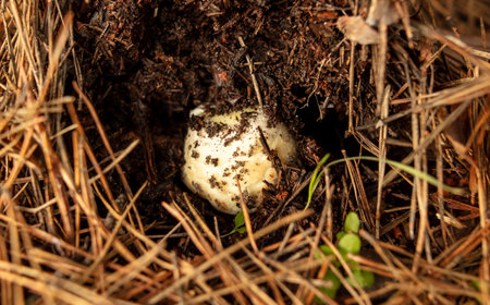 Poisonous mushroom in the ground in the forest in autumn.
